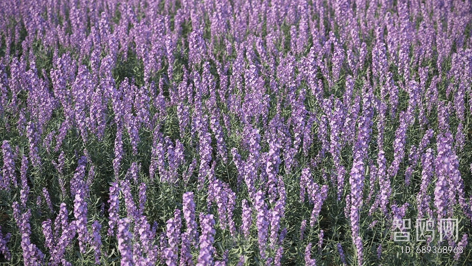 Modern Flowers And Grass
