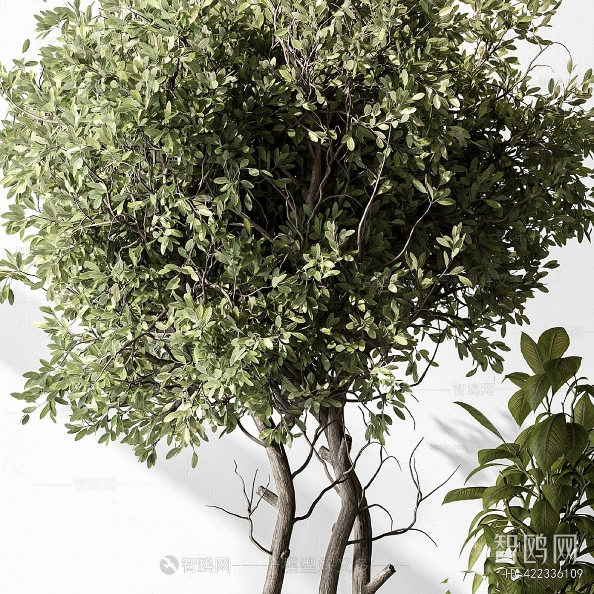 Modern Ground Green Plant Potted Plants