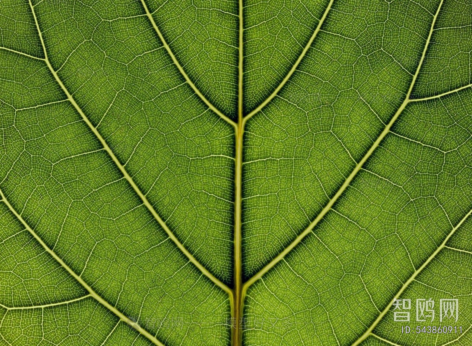 Animal And Plant Pattern Wallpaper