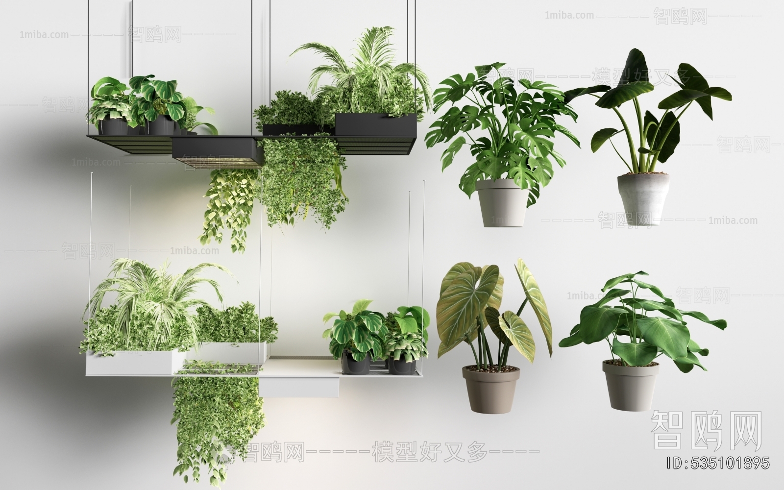 Modern Chlorophytum Comosum