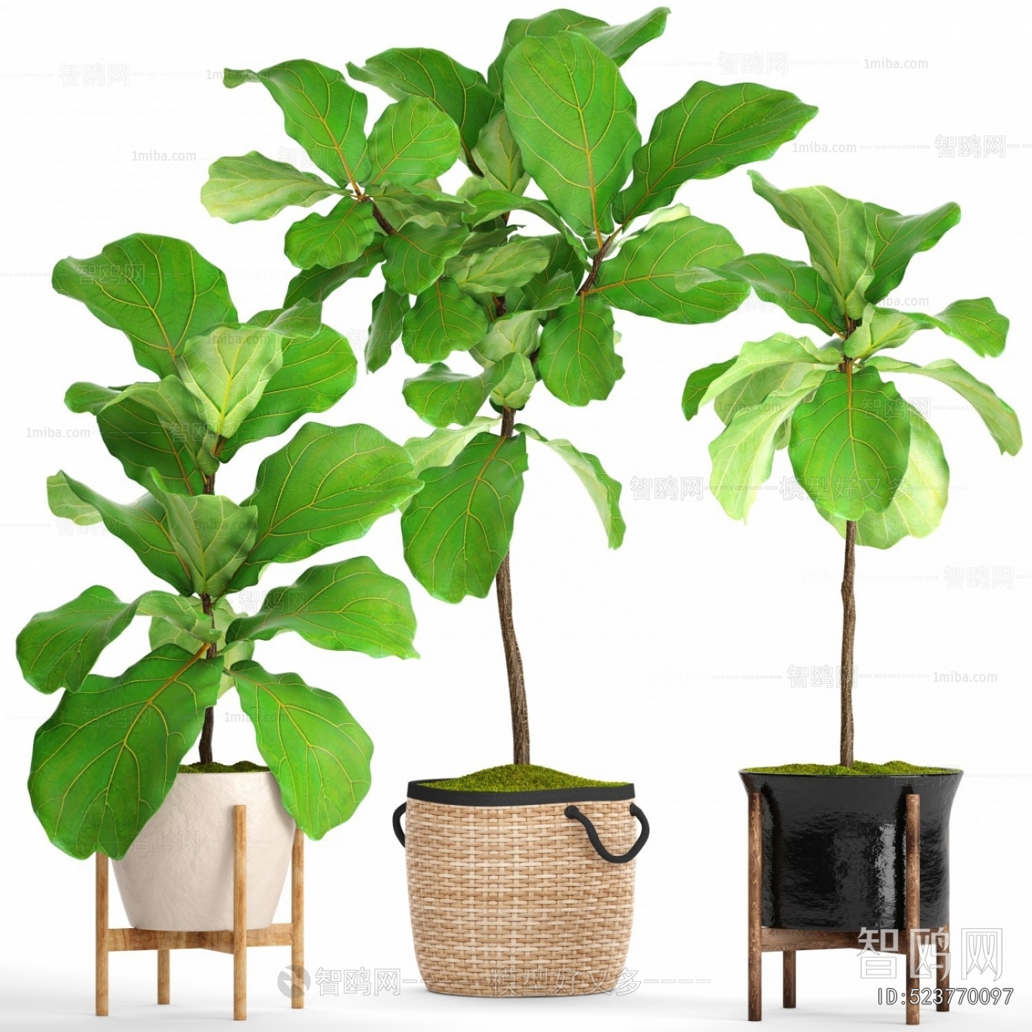Modern Potted Green Plant