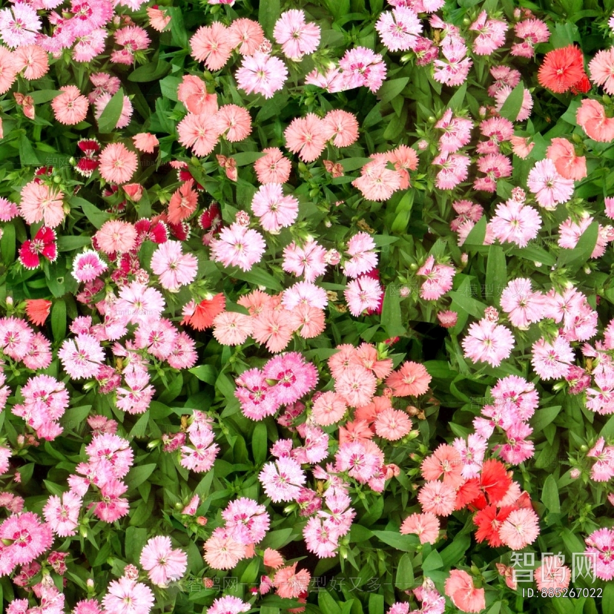 鲜花花丛