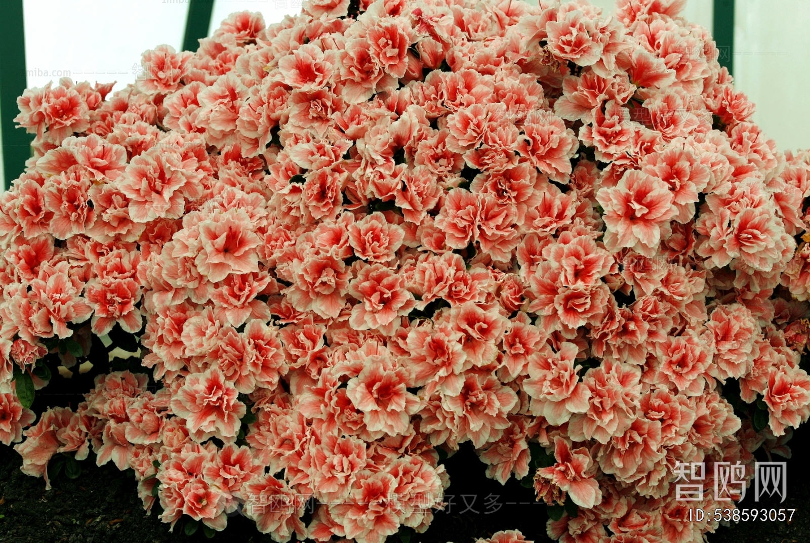 鲜花花丛