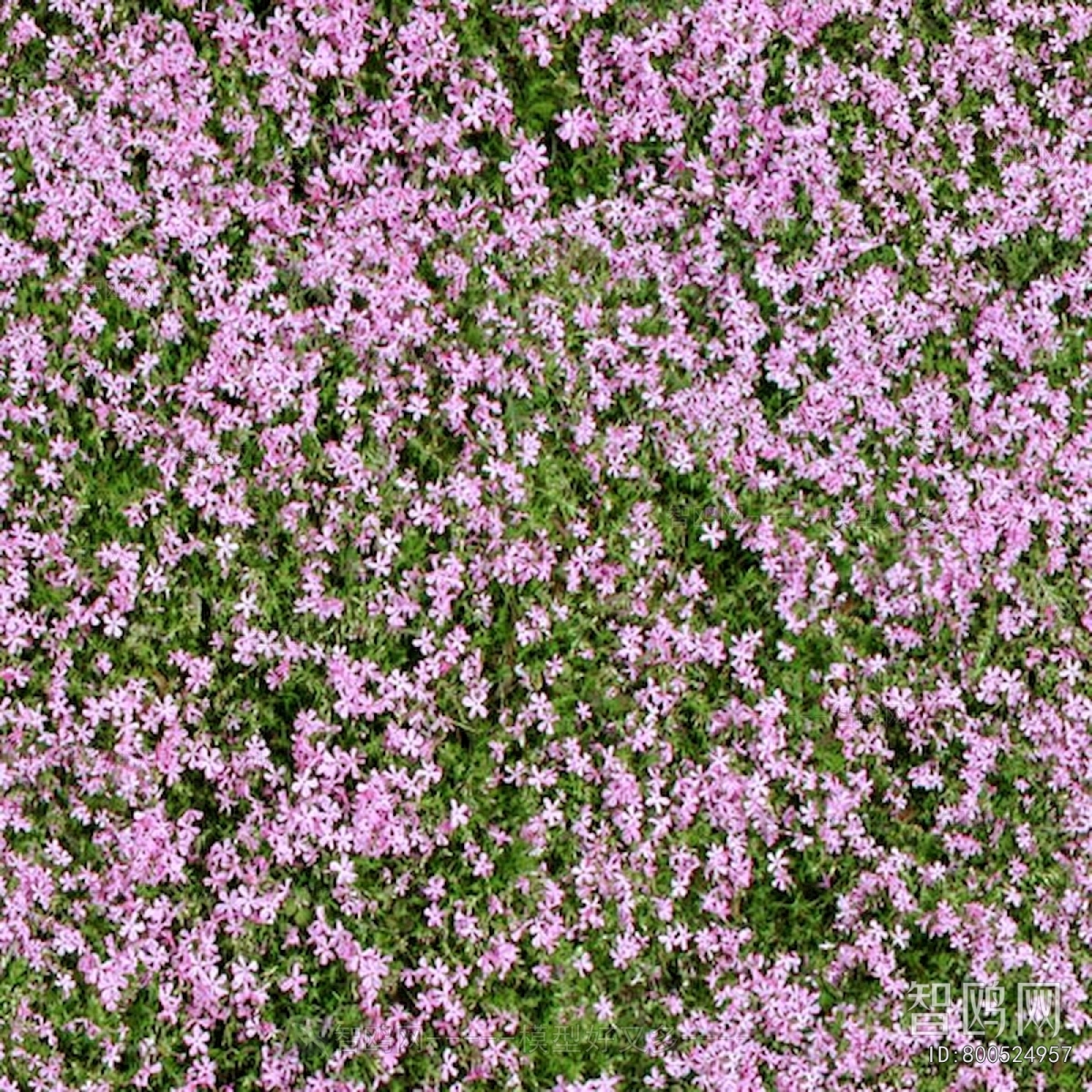 鲜花花丛
