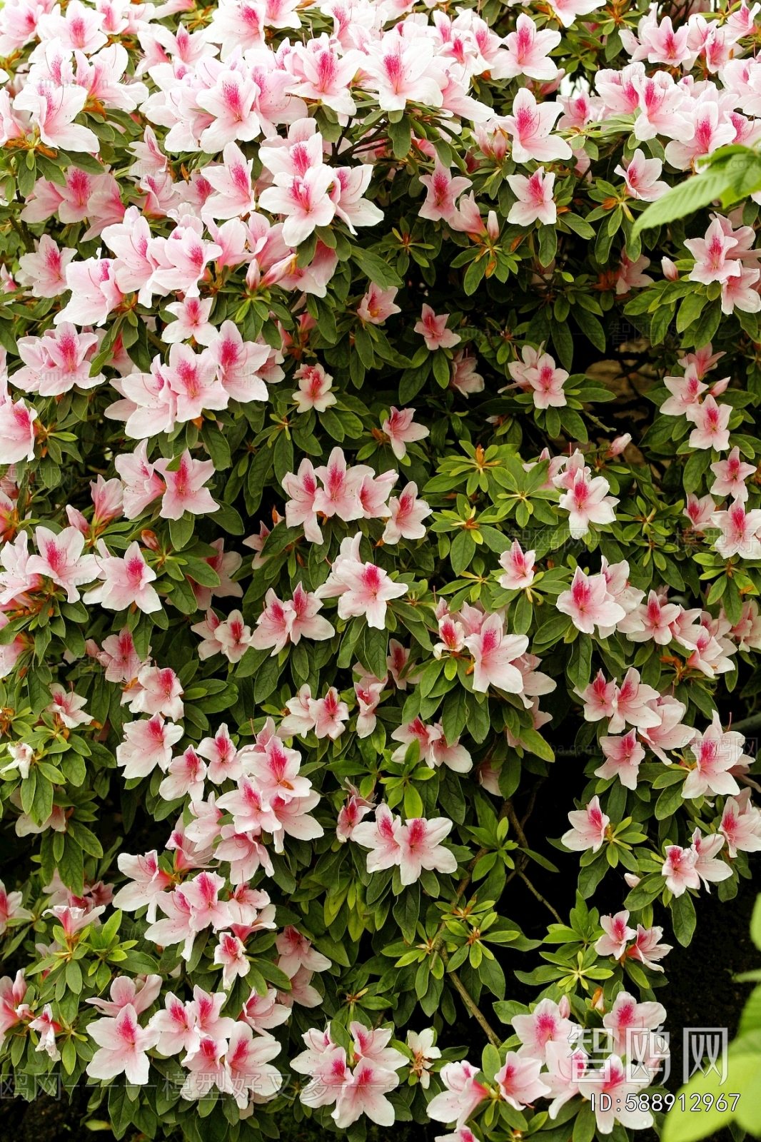 鲜花花丛