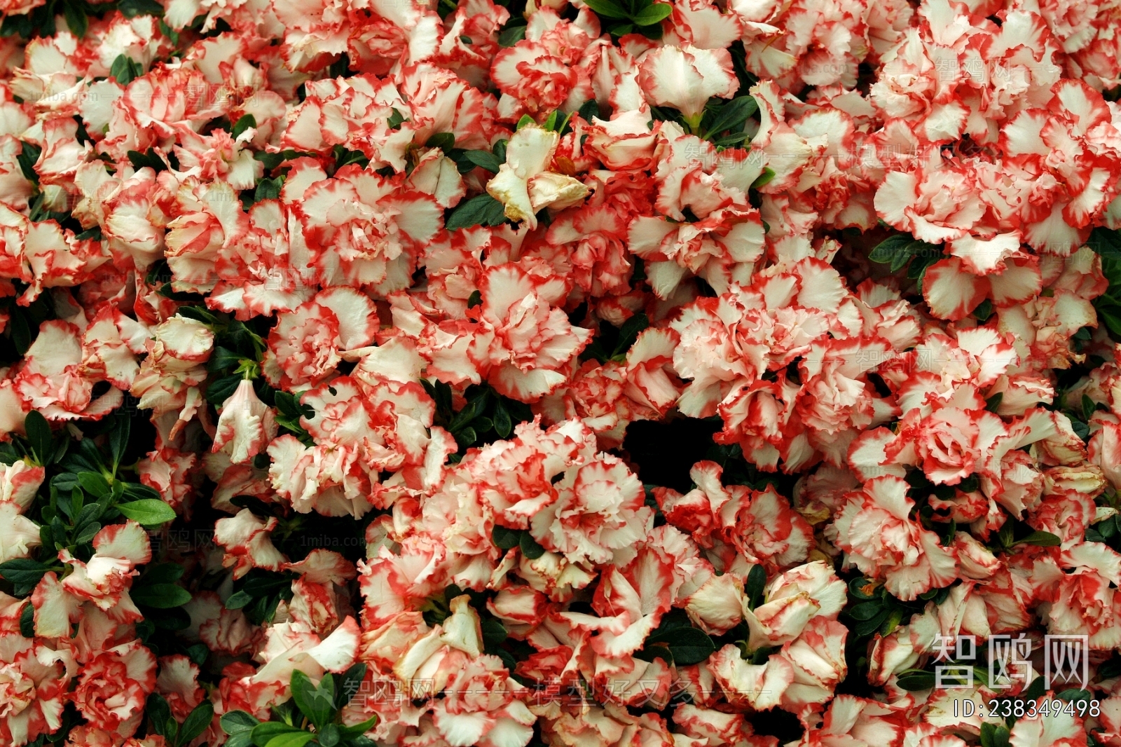 鲜花花丛