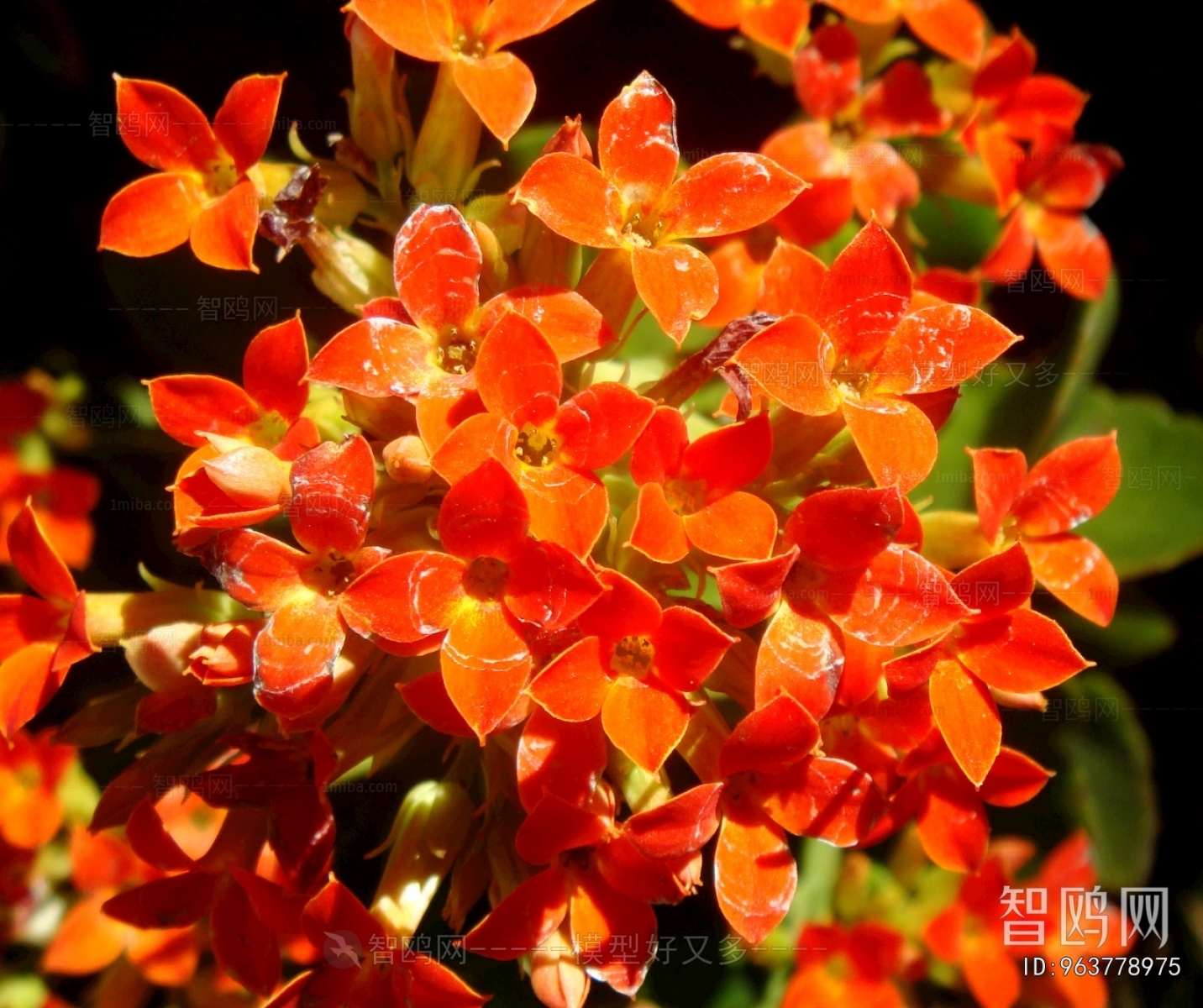 鲜花花丛