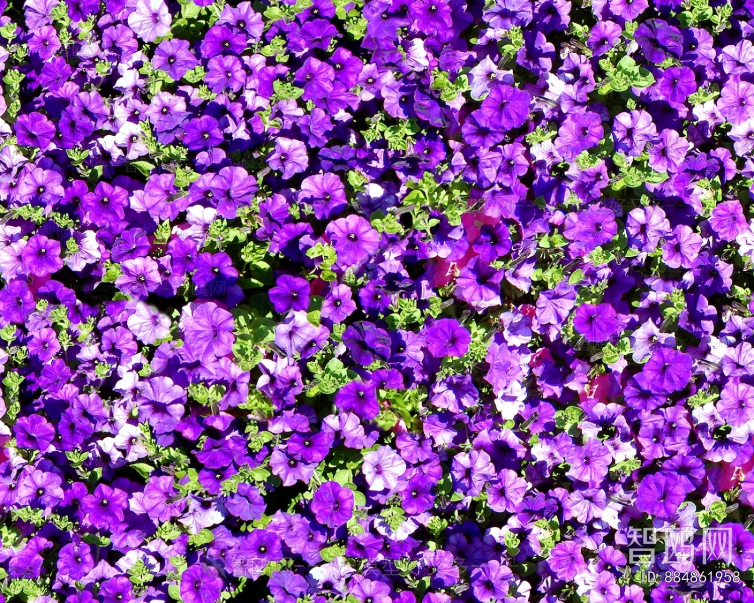 鲜花花丛