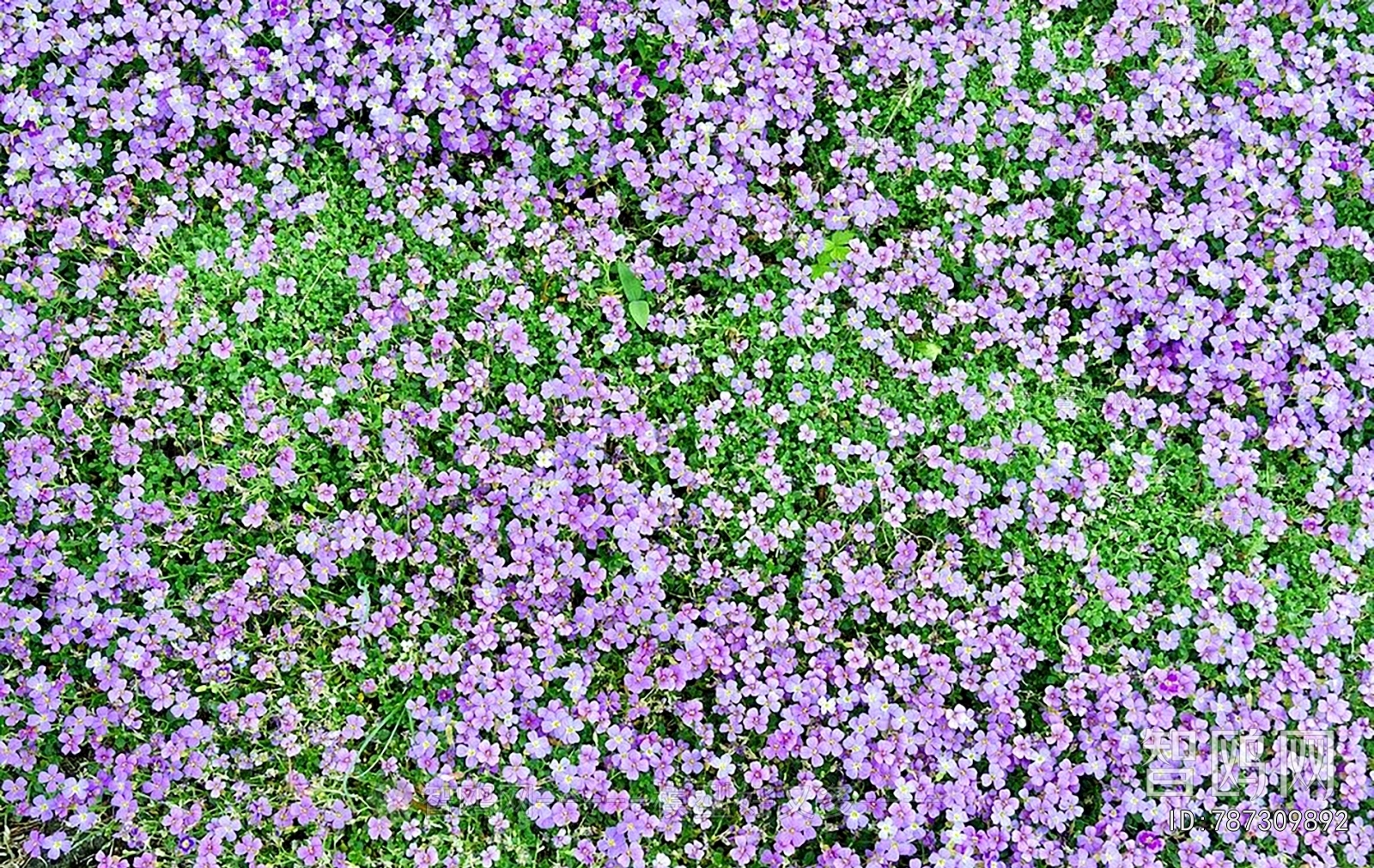 鲜花花丛