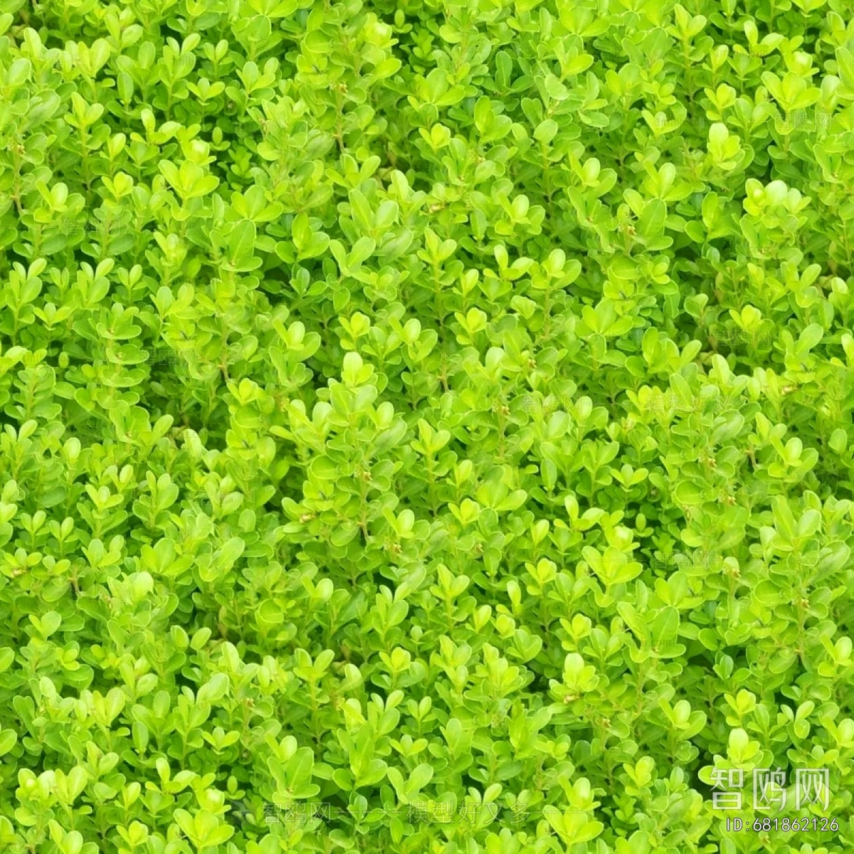 鲜花花丛