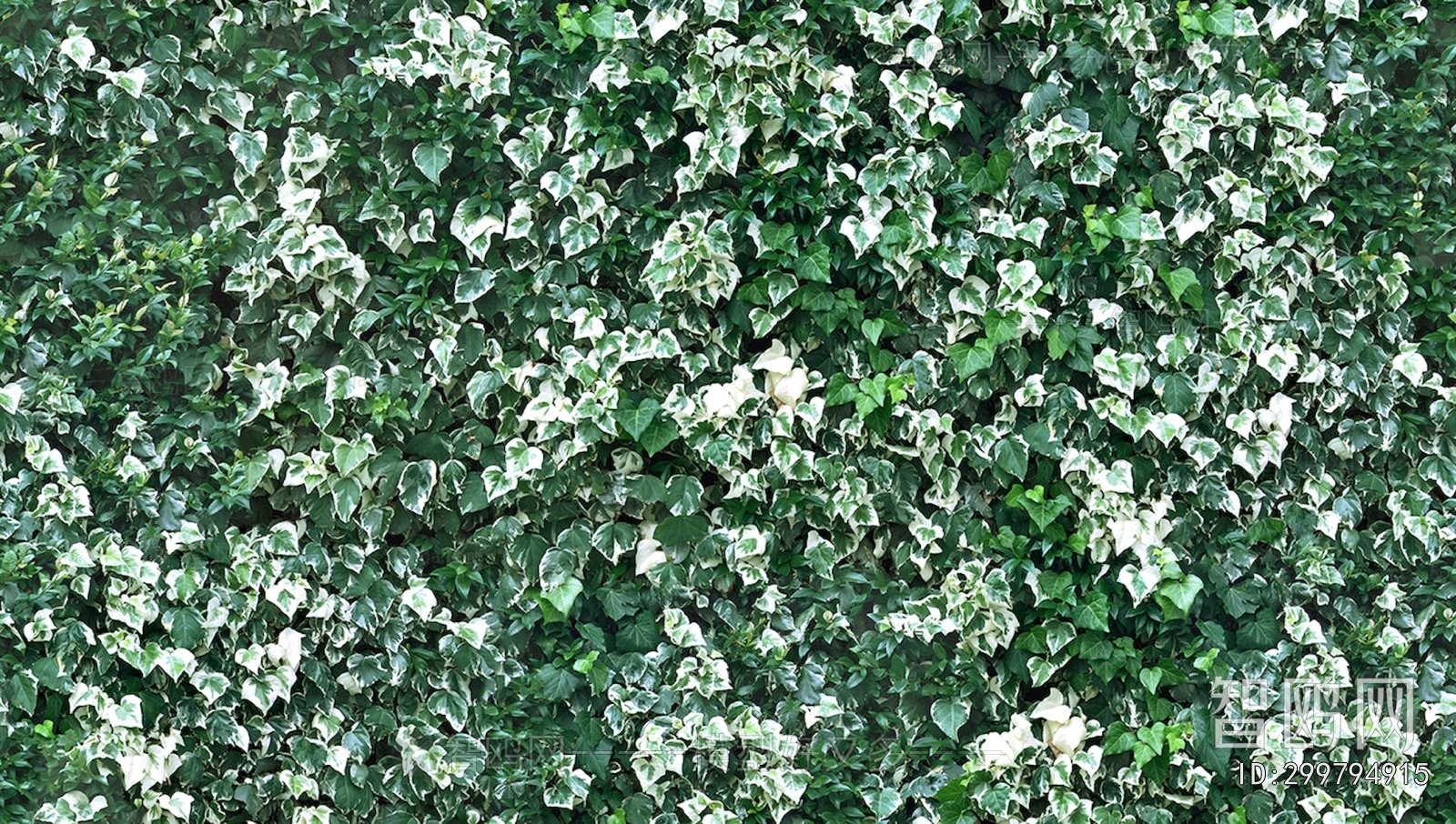 鲜花花丛