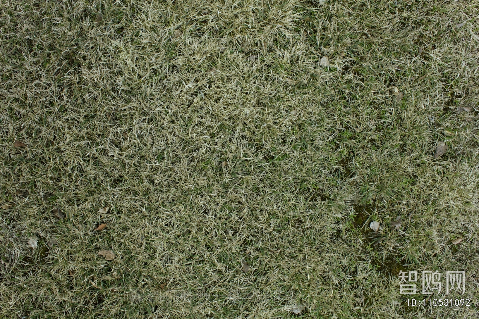 Grass
