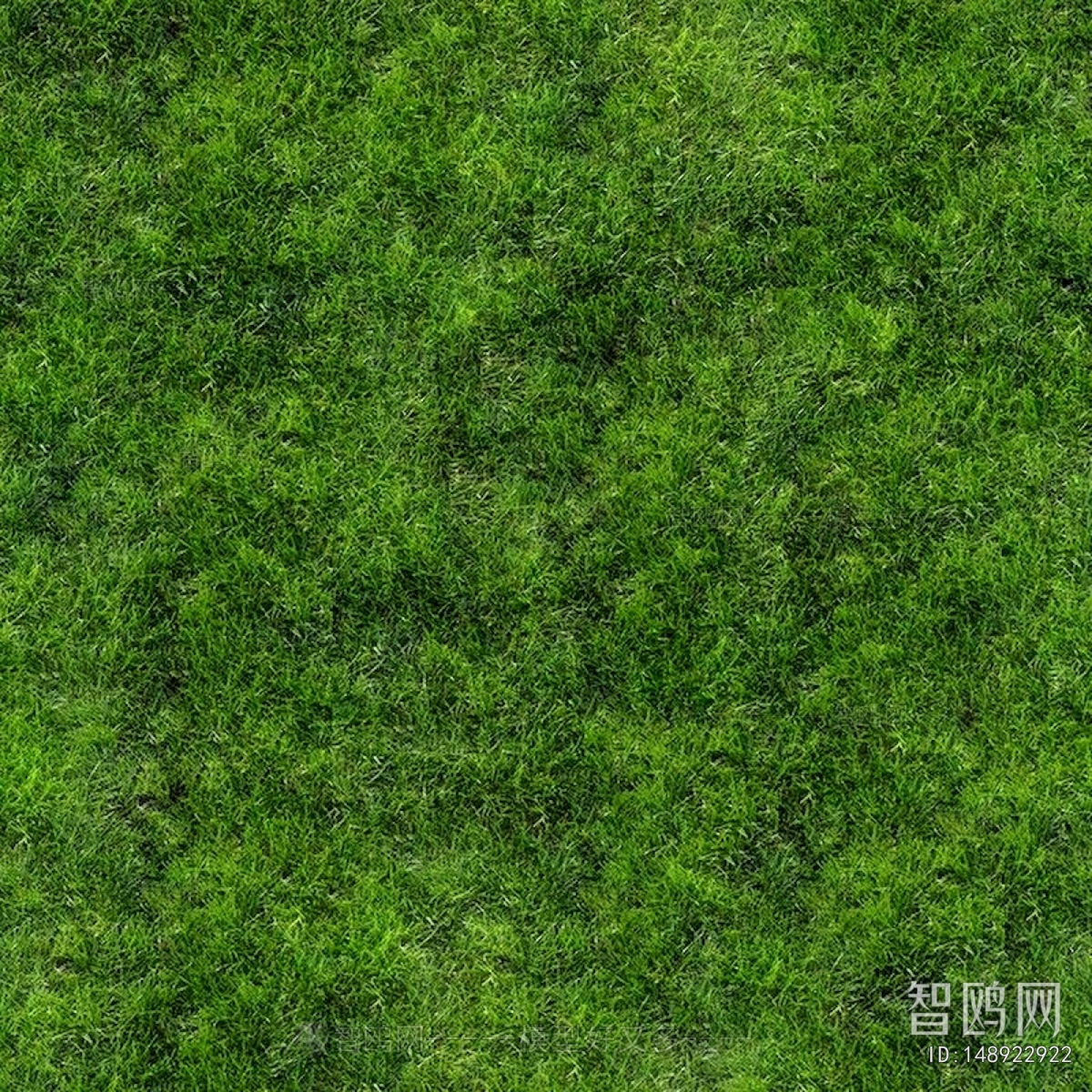 Grass