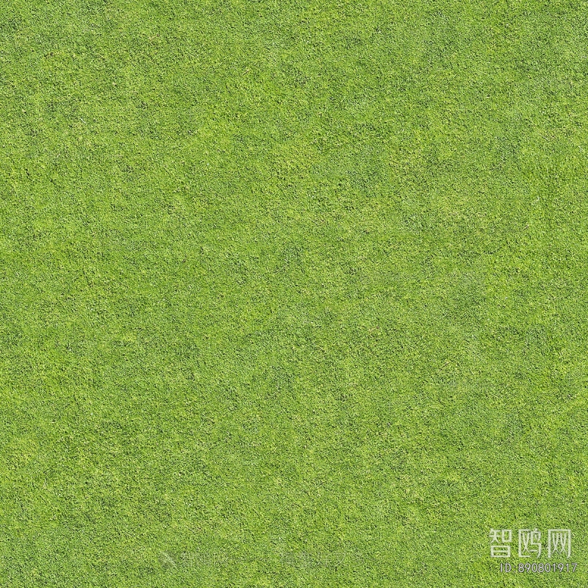Grass