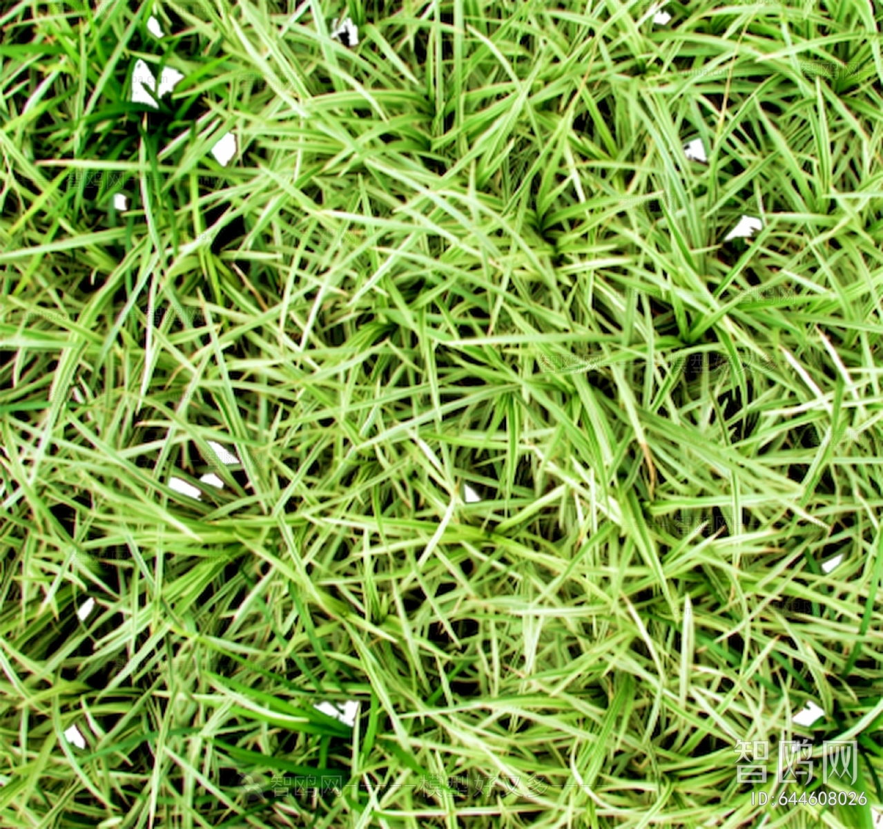 Grass