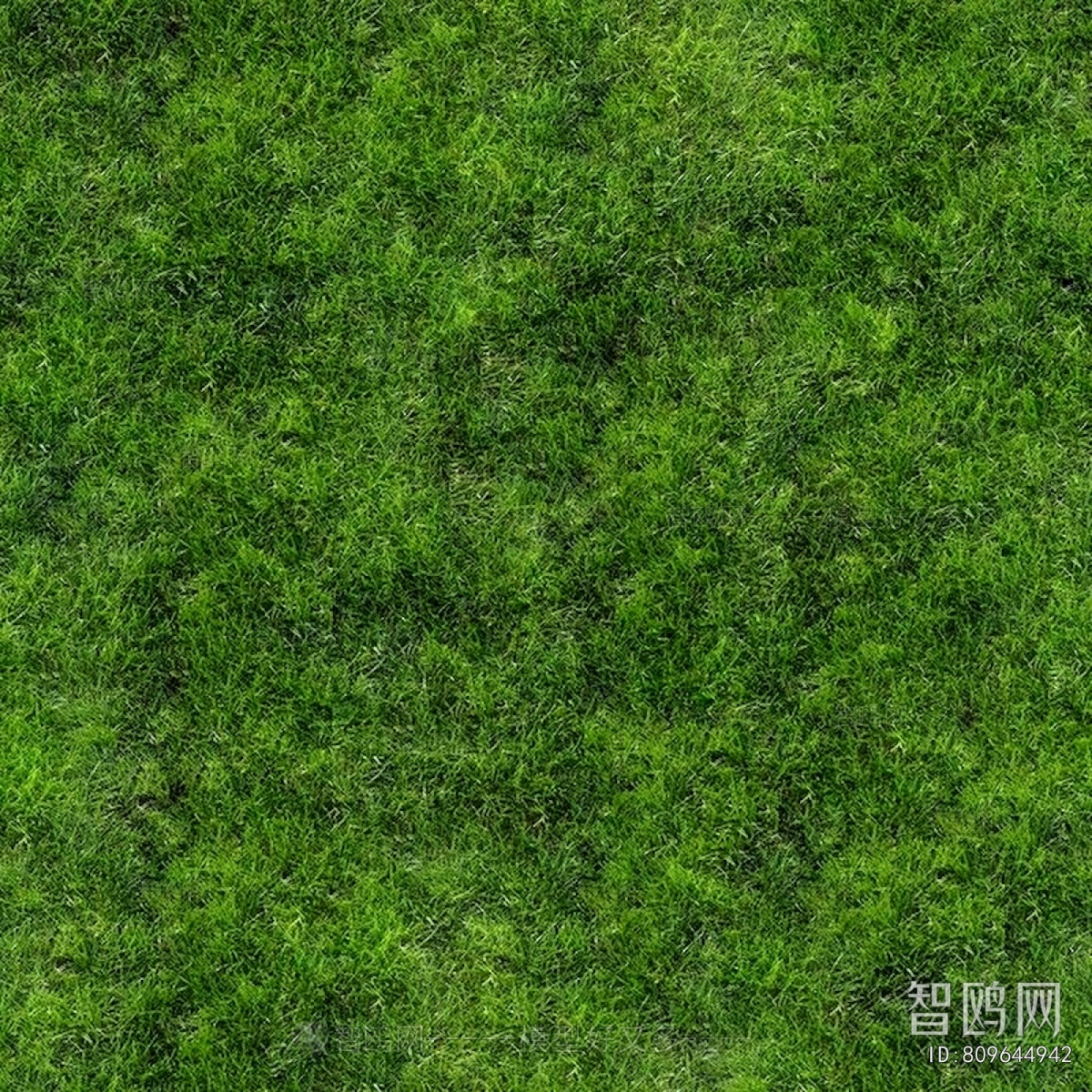 Grass