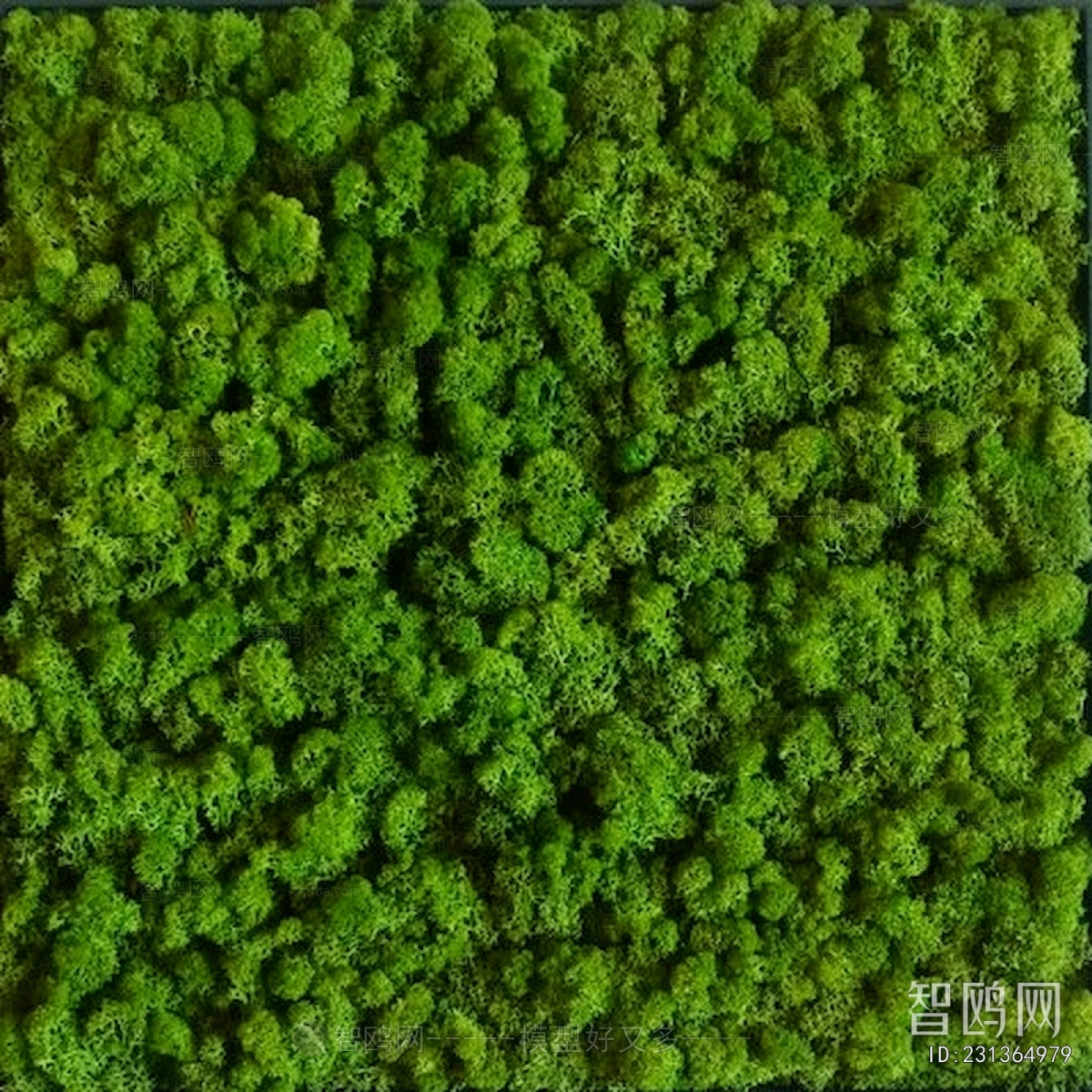 草皮地面