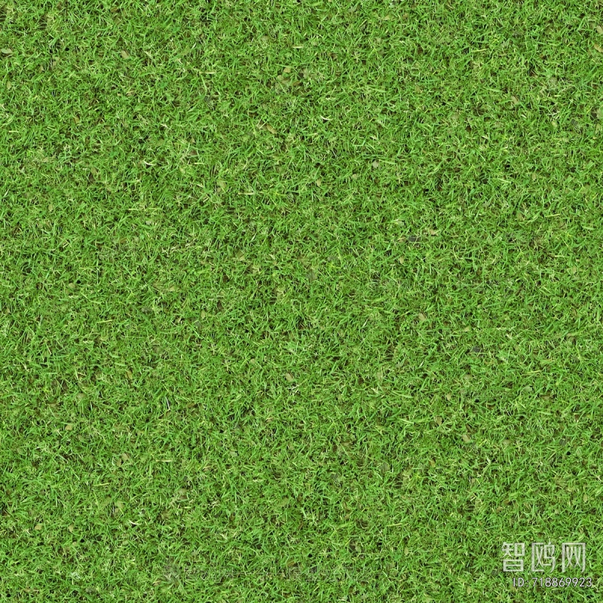Grass