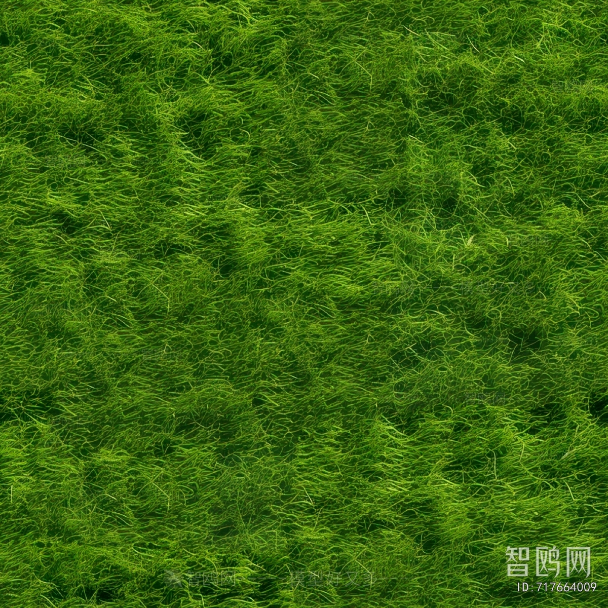 Grass