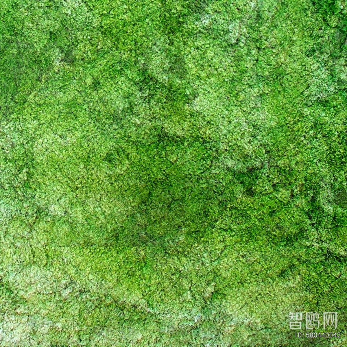 Grass
