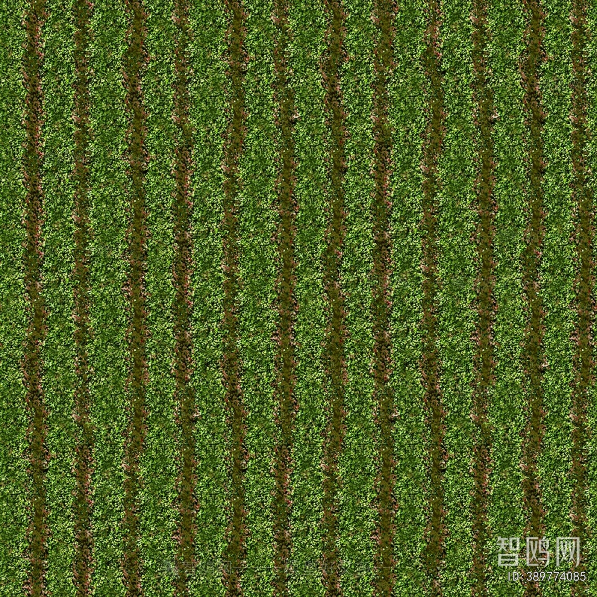 Grass