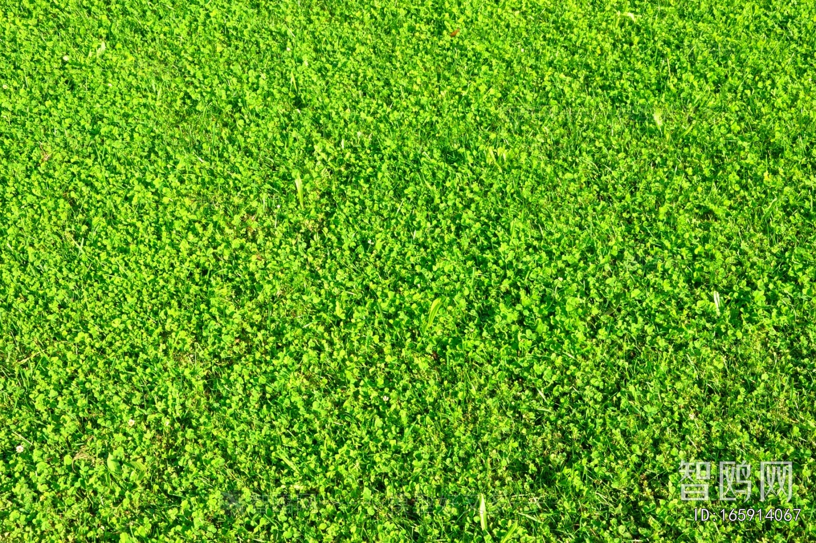 Grass