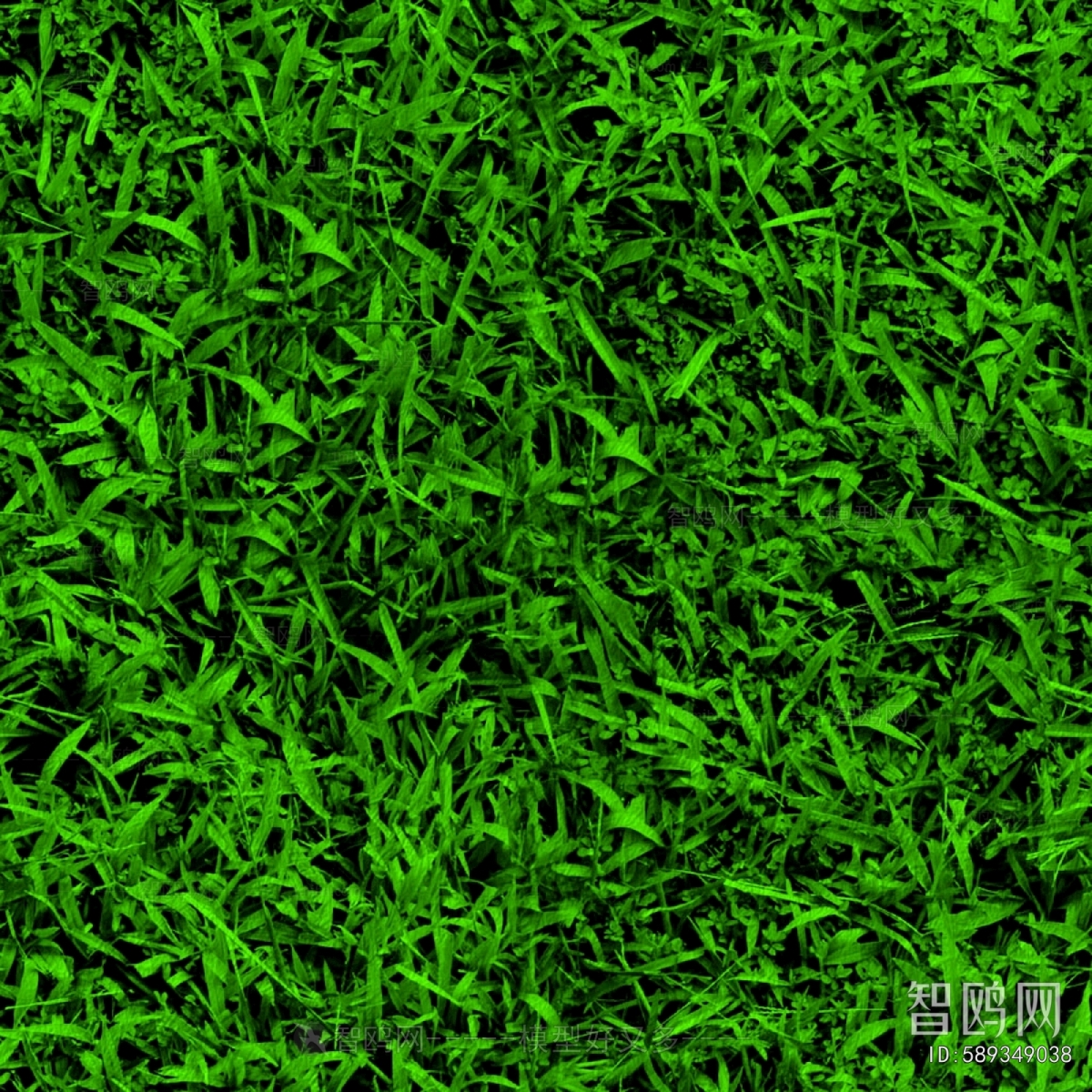 Grass