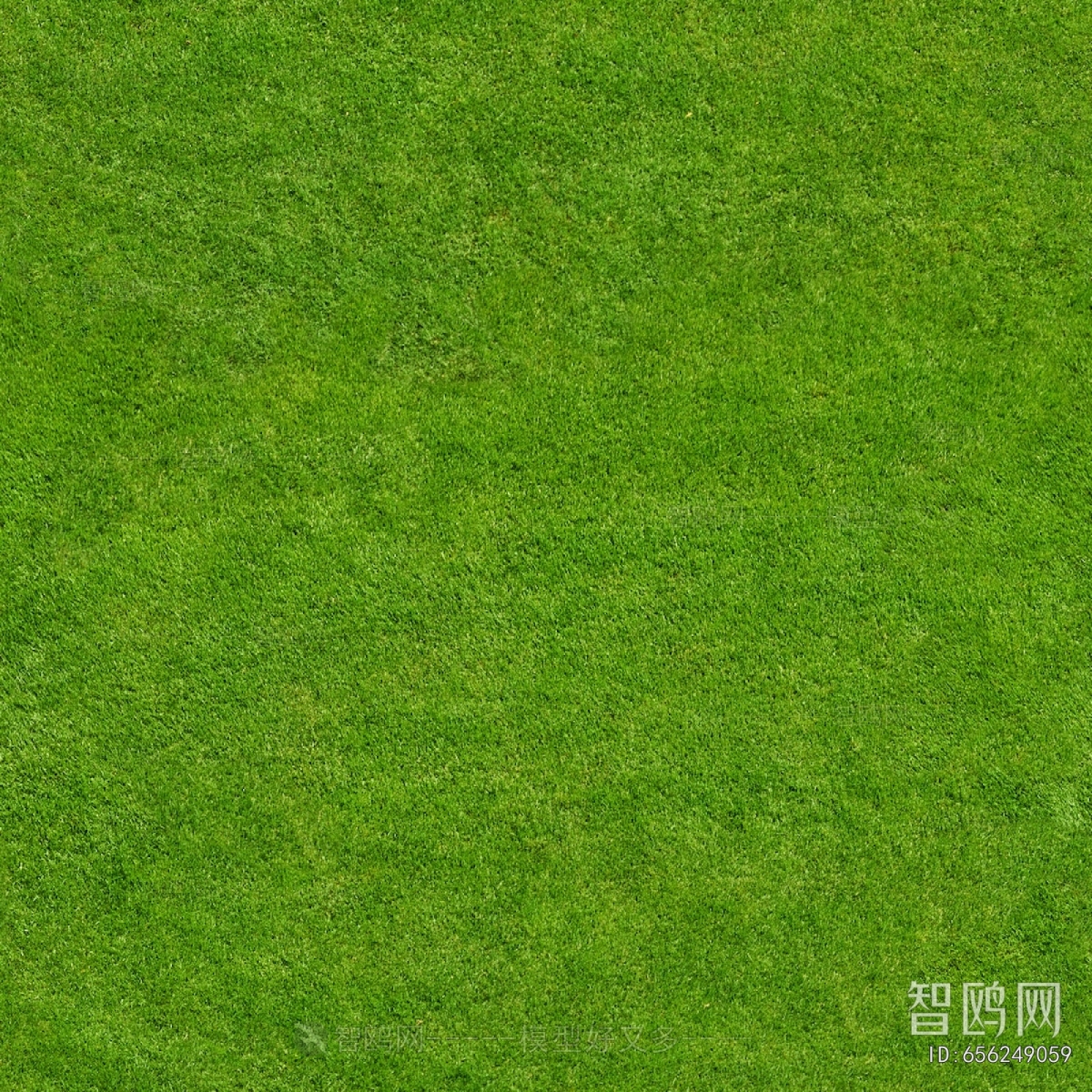 草皮地面