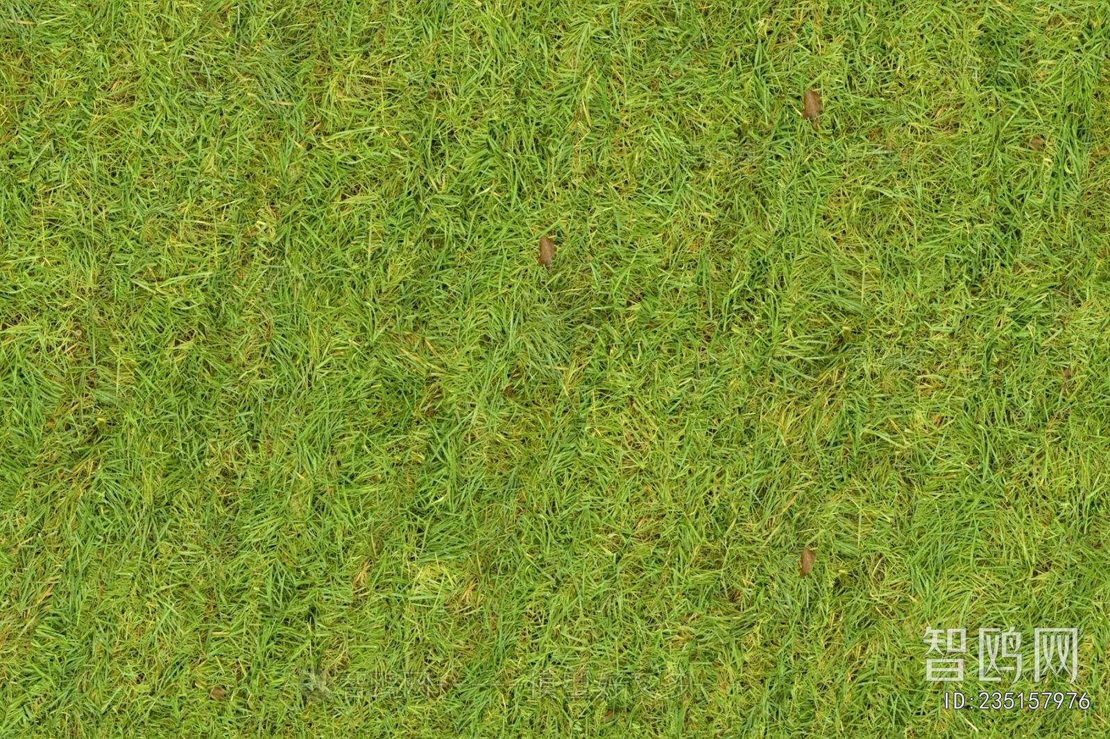 Grass