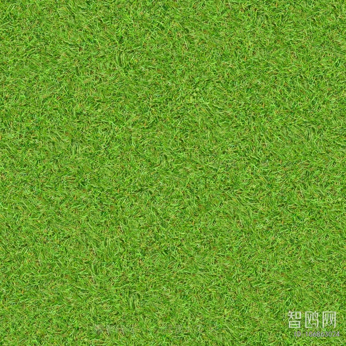 Grass