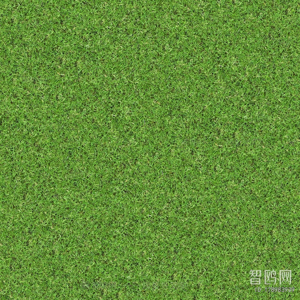Grass