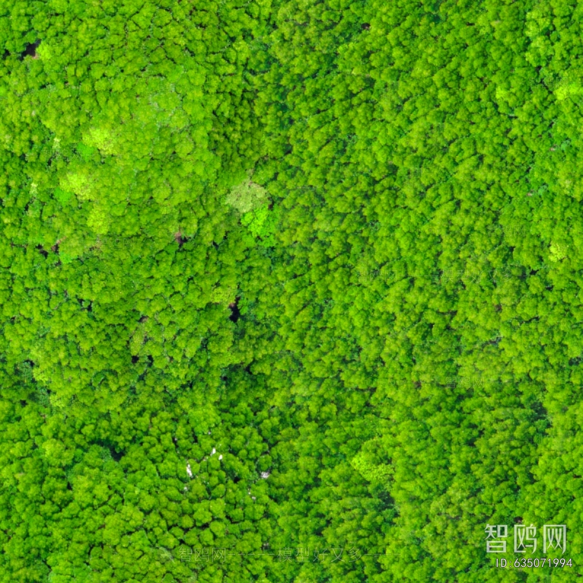 草皮树林