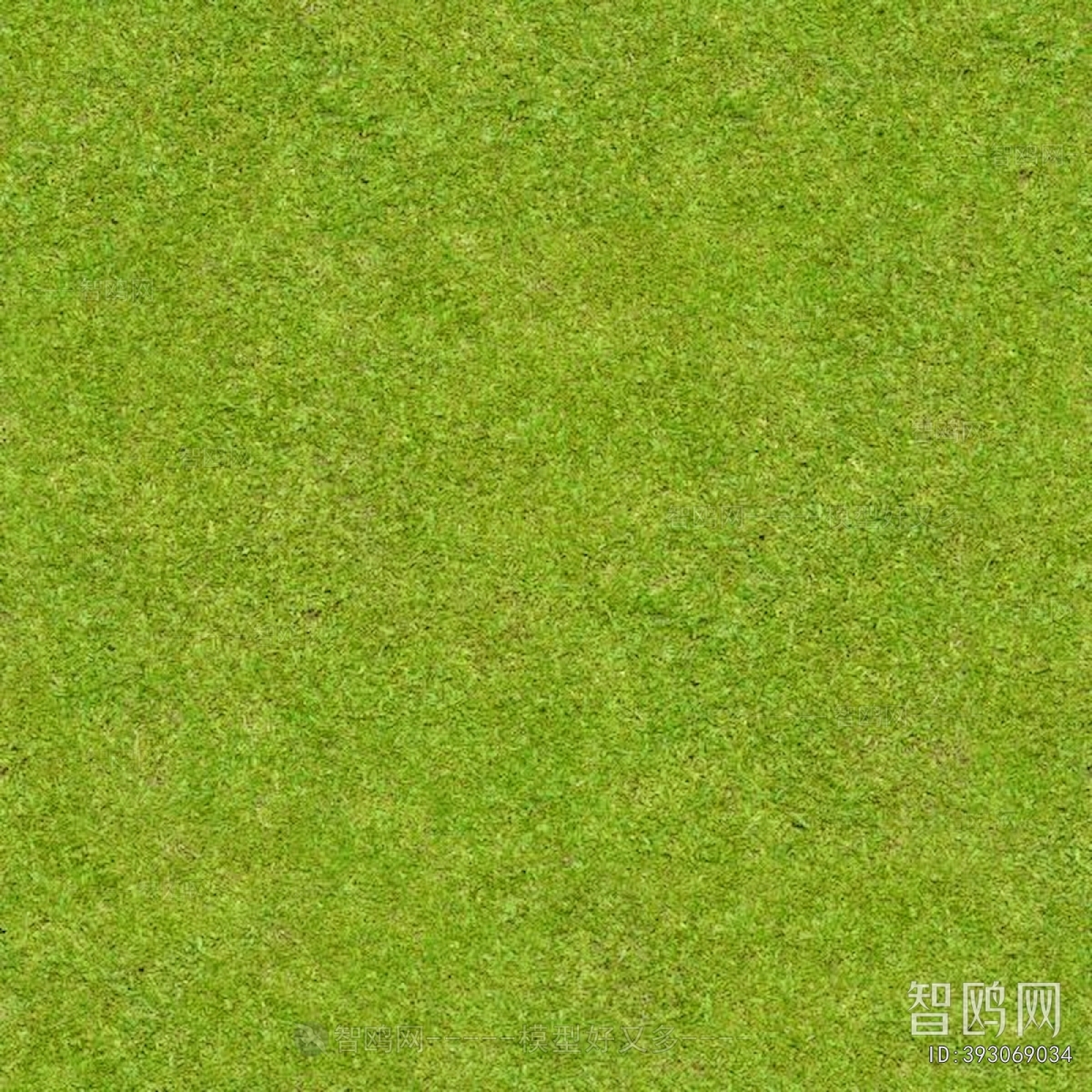 Grass