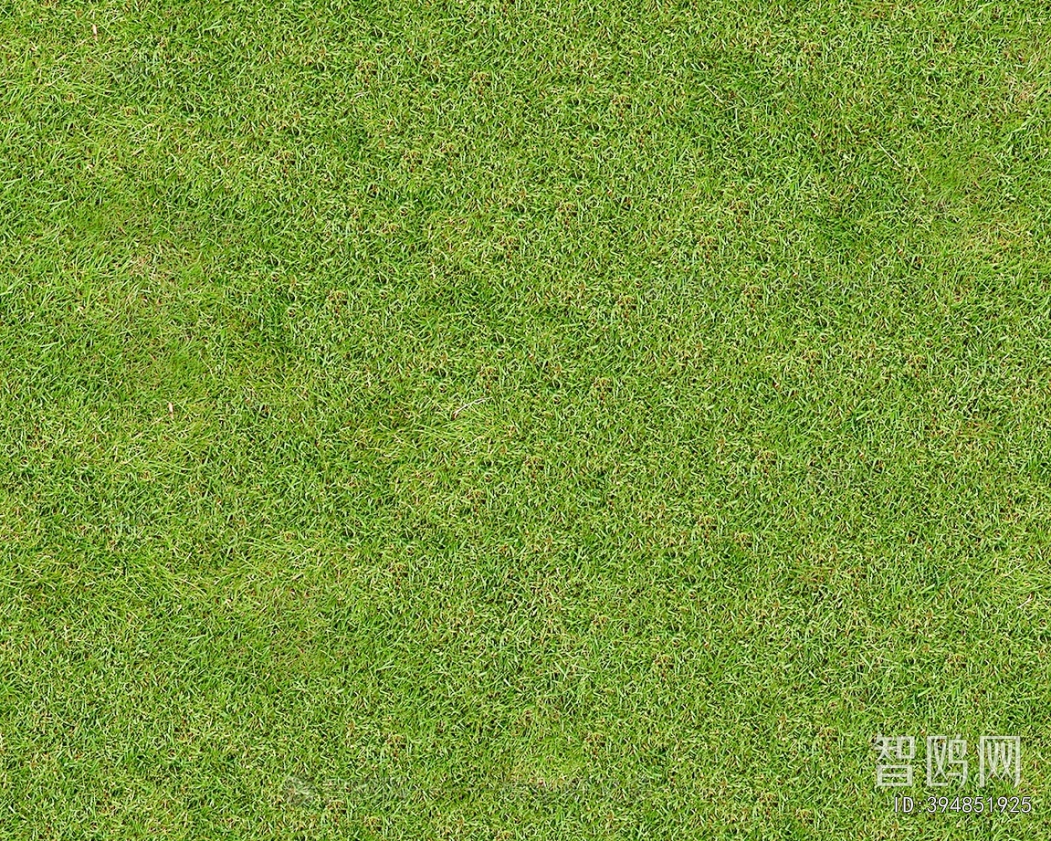 草皮地面