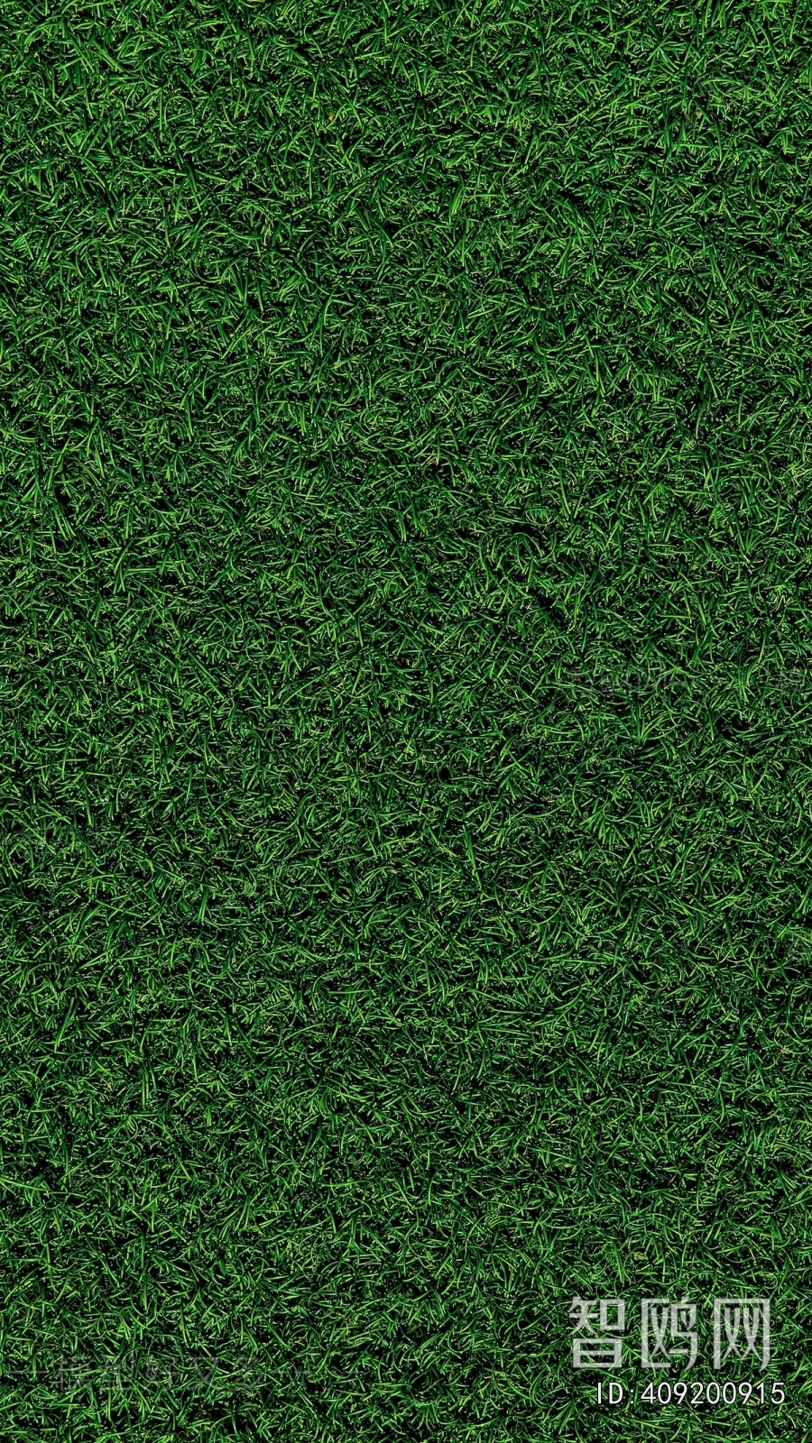 Grass