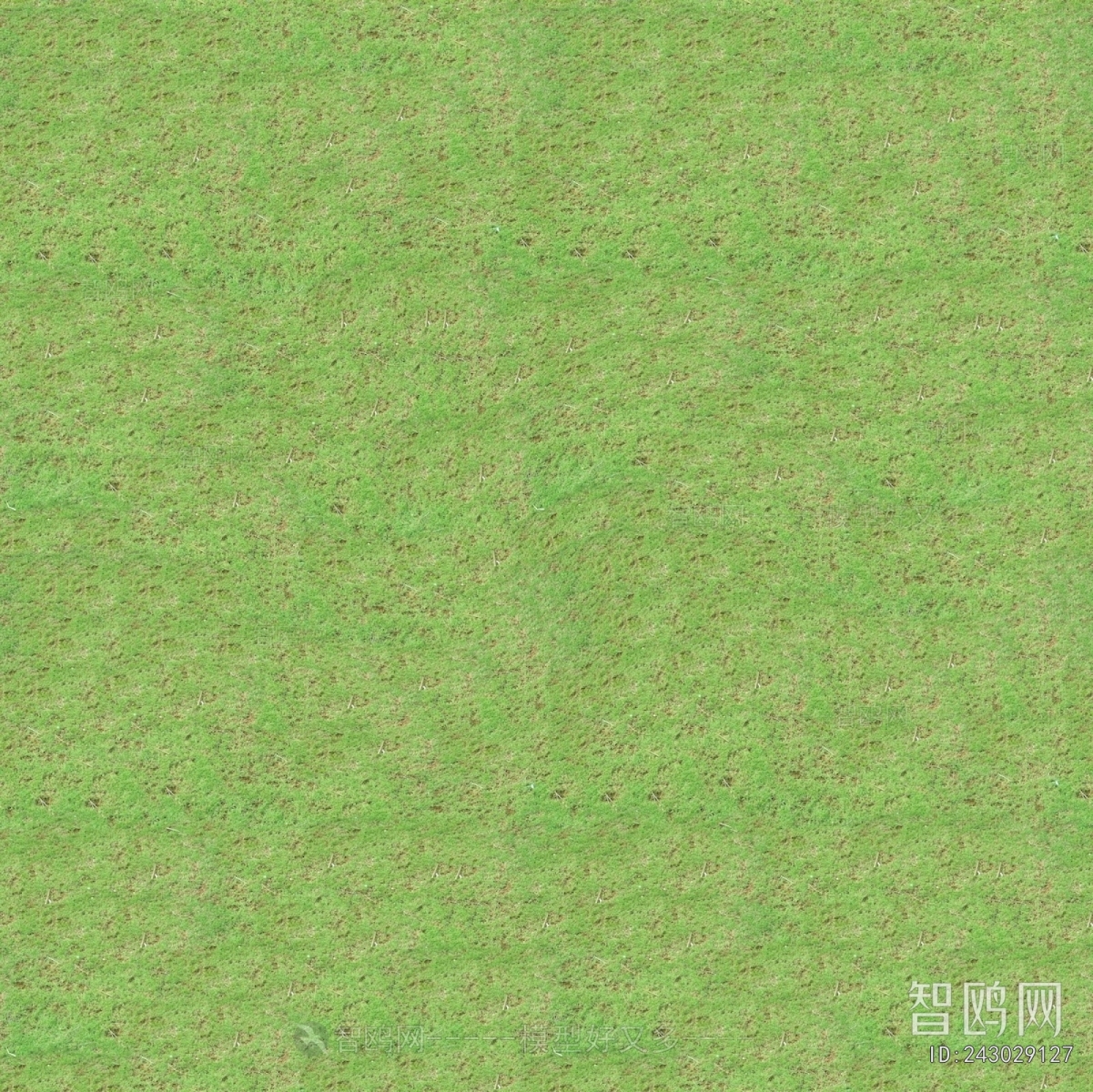 Grass