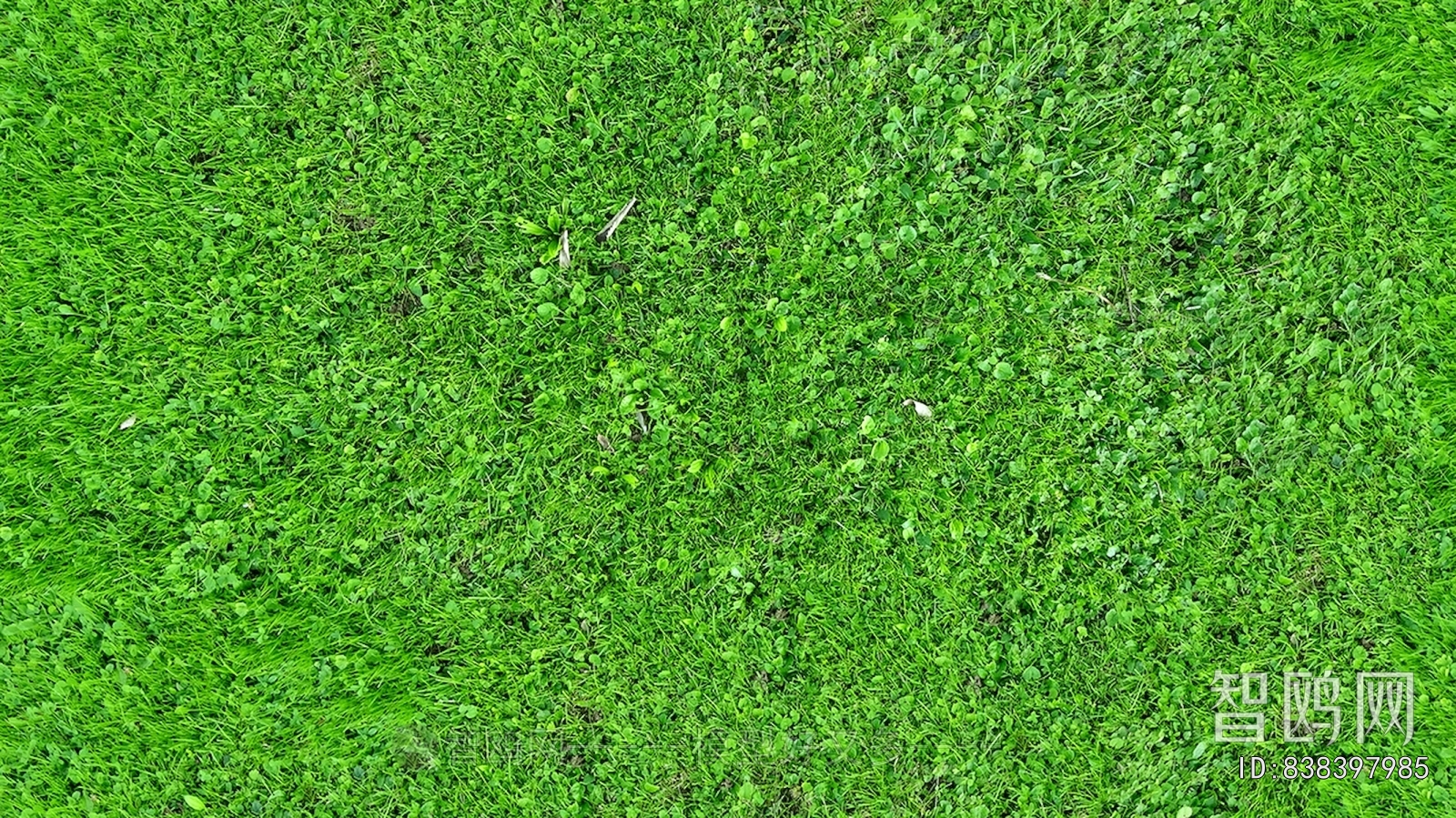 Grass