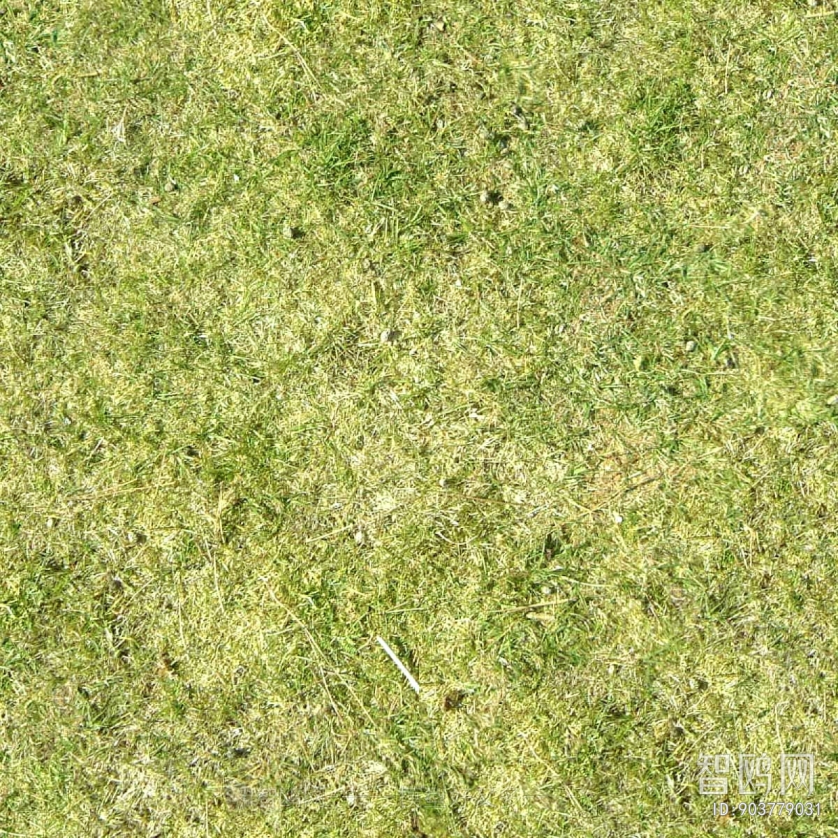 Grass