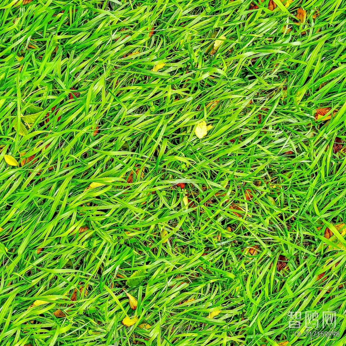 Grass