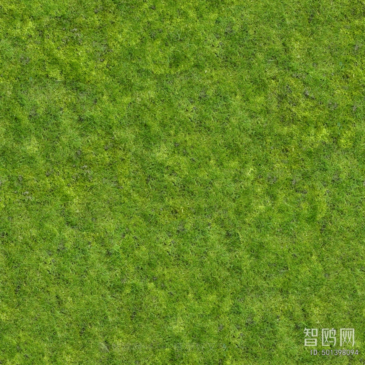 Grass