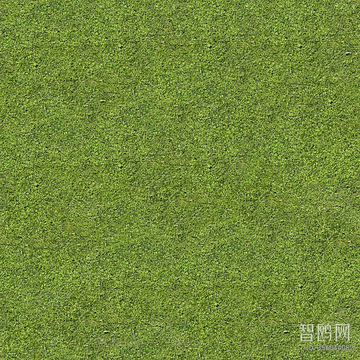 Grass