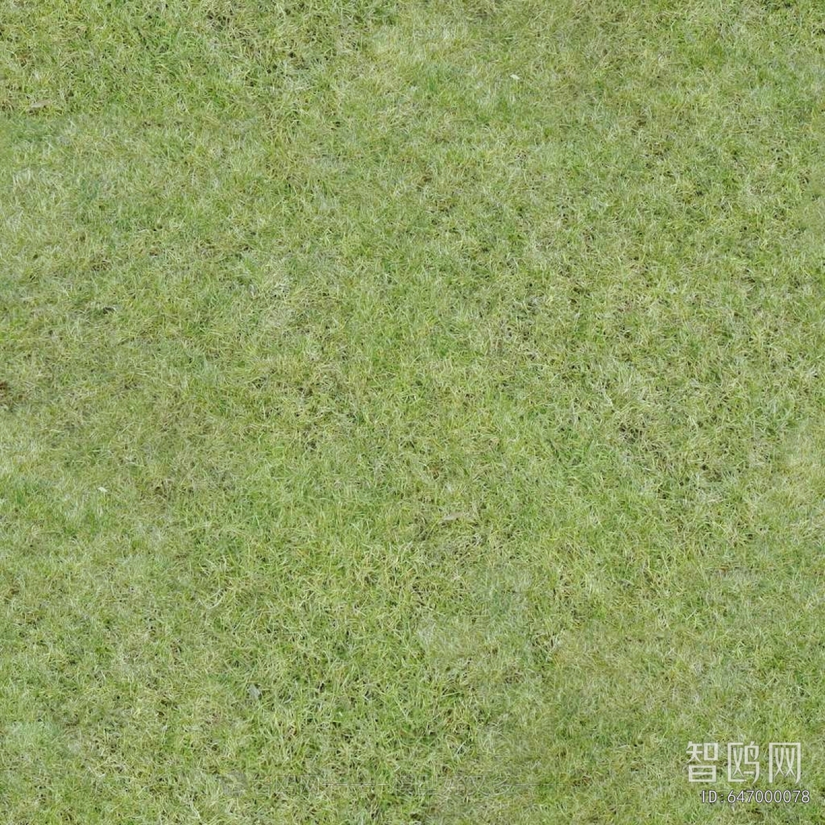 Grass