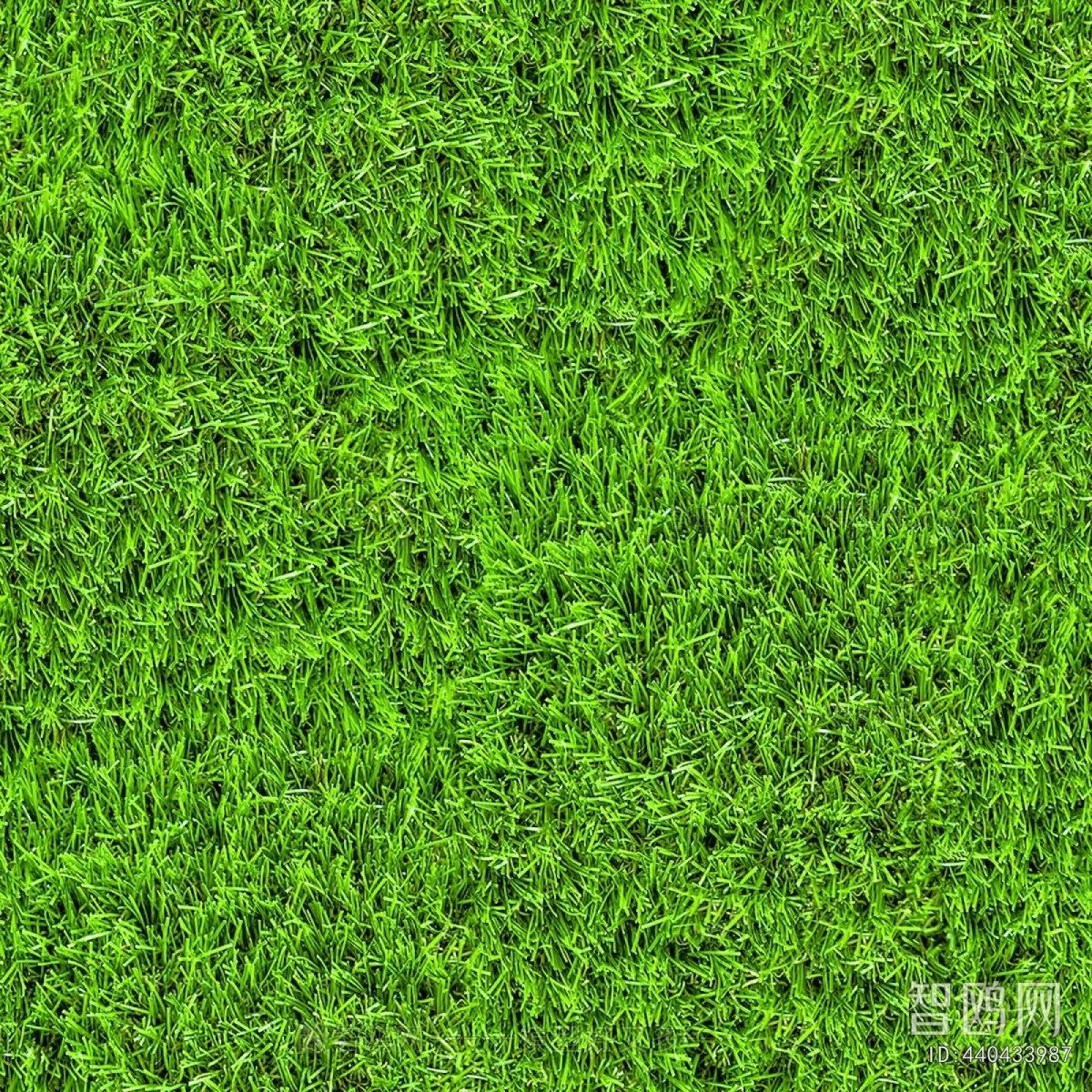 Grass