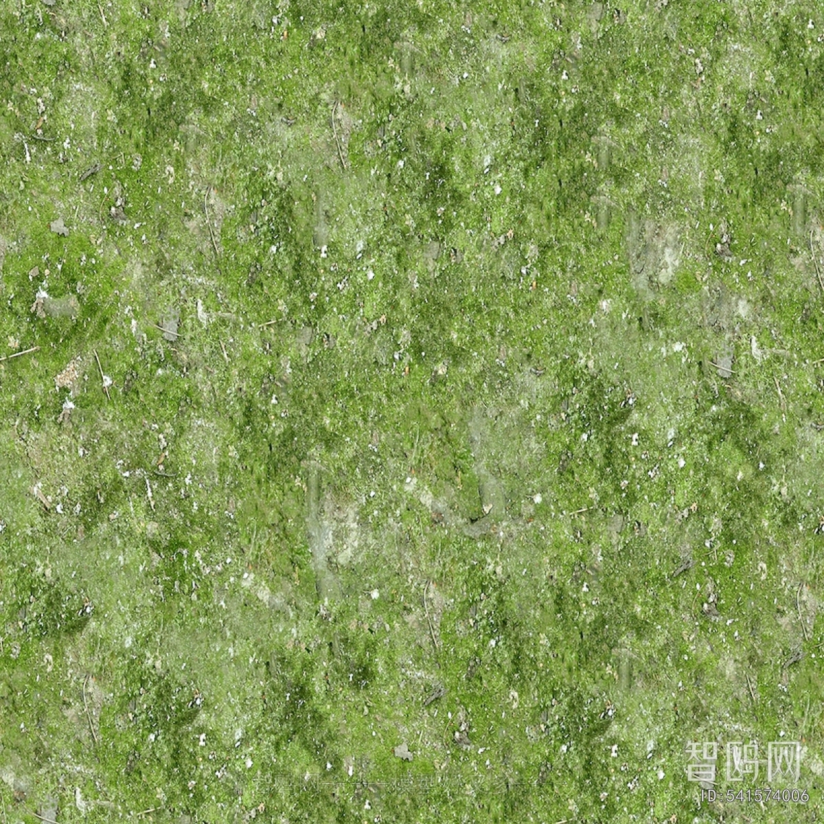 Grass