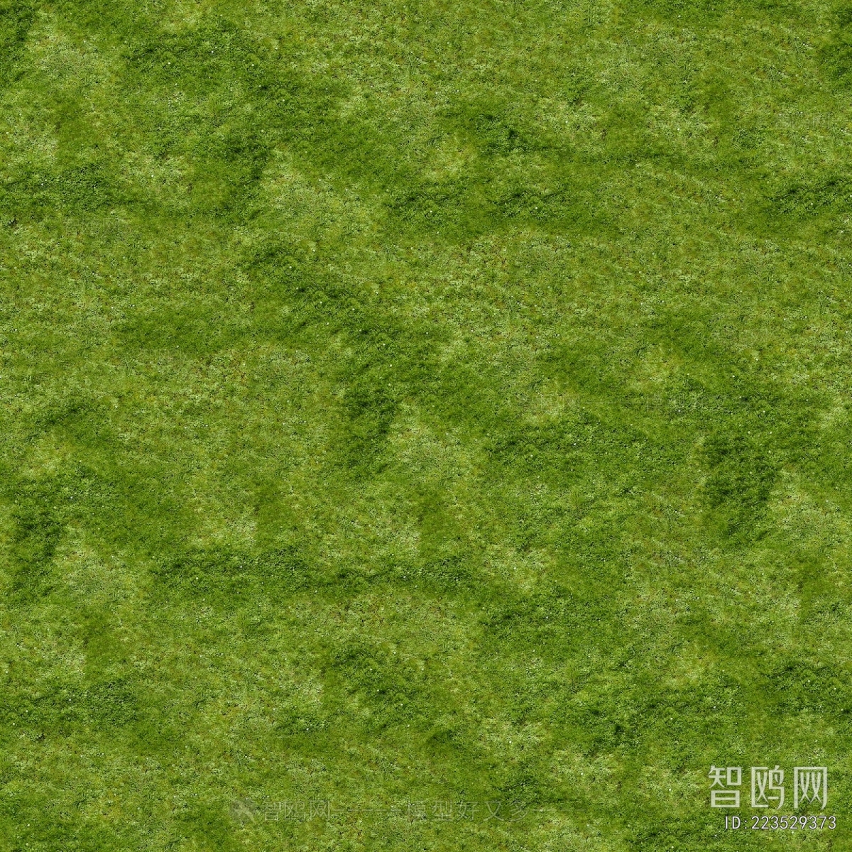 Grass