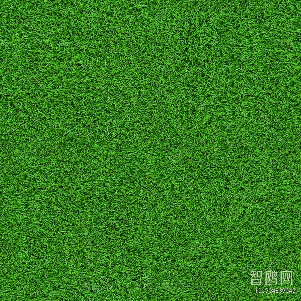 Grass