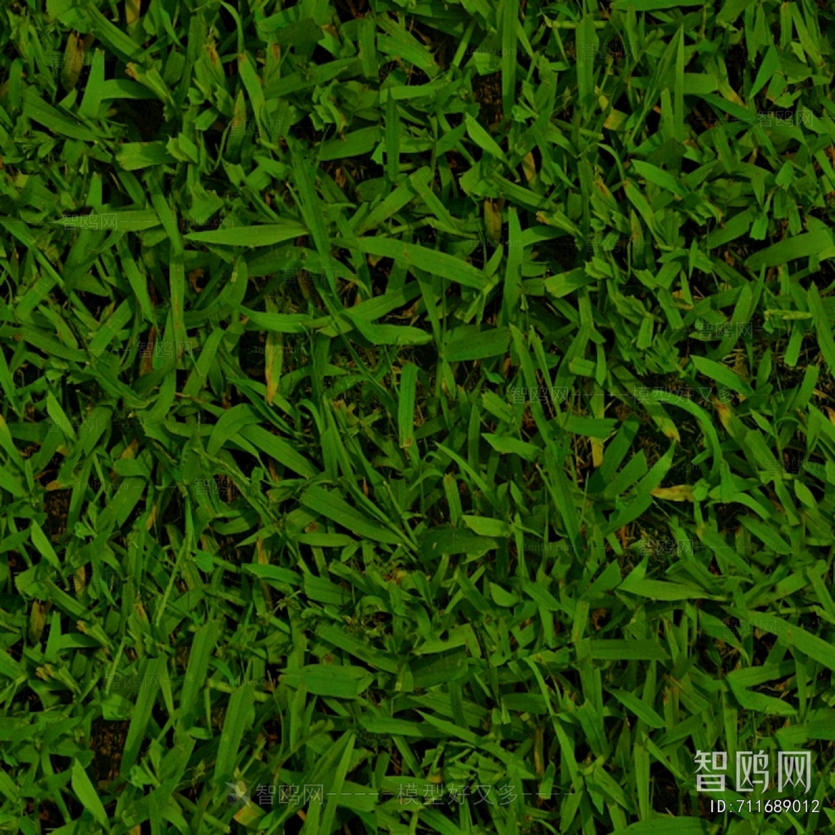 Grass