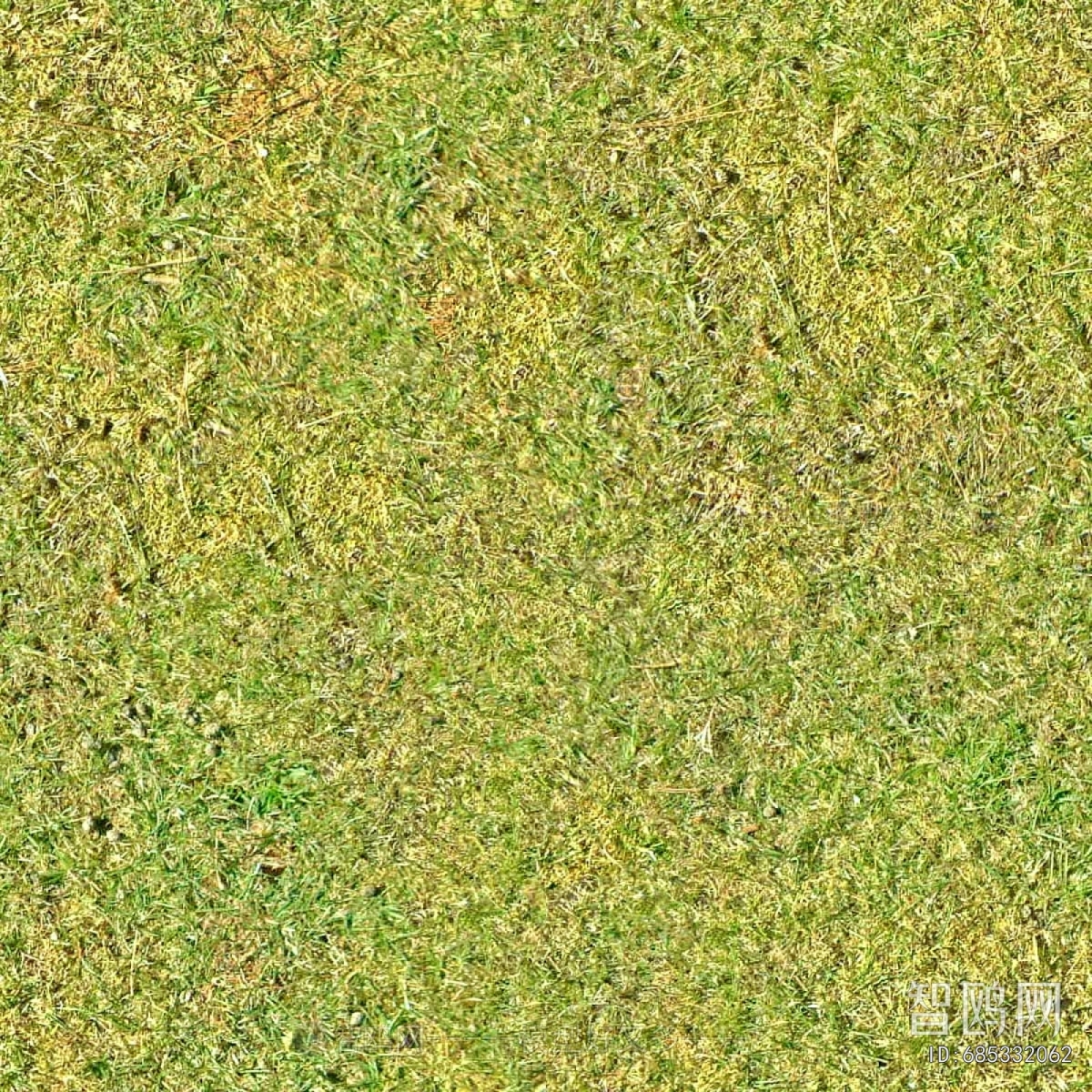 Grass