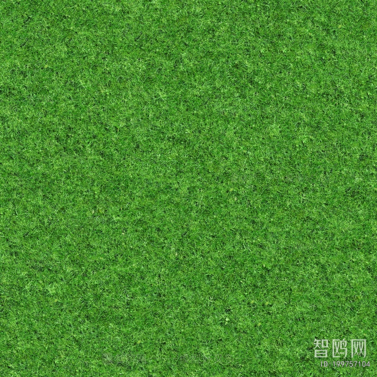 Grass