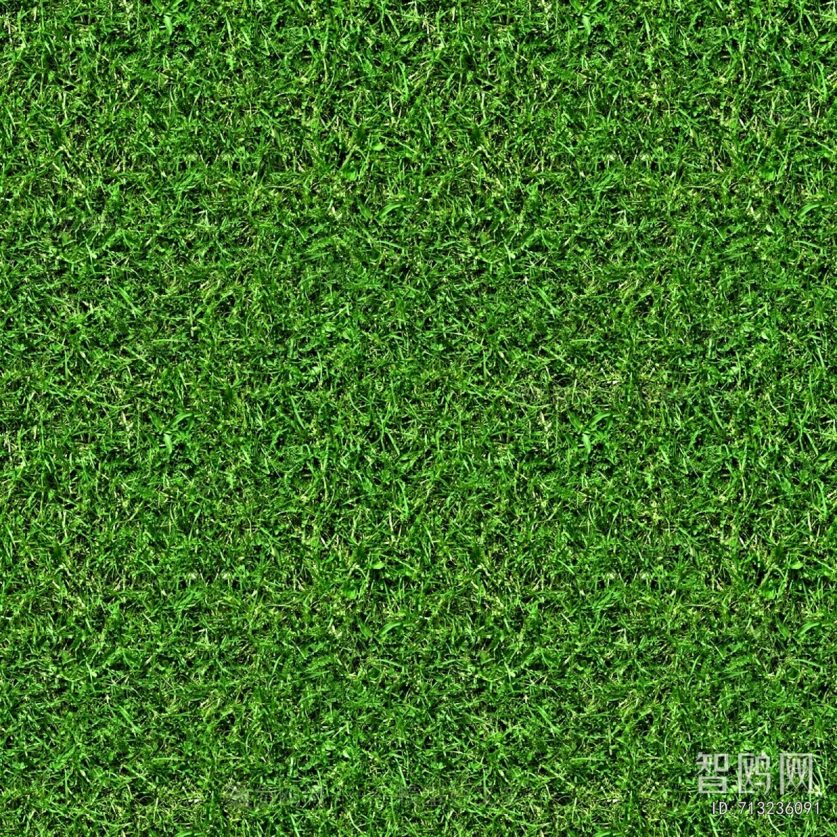 Grass